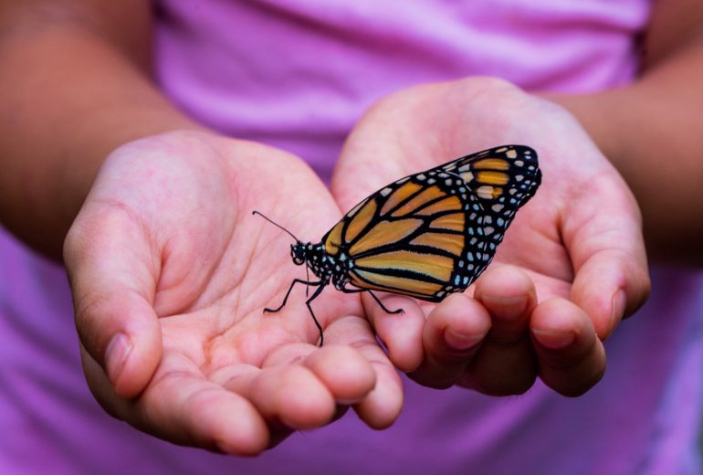 person holding a butterfly
